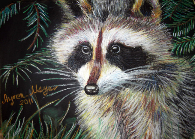 Обои картинки фото рисованные, животные, еноты, енот