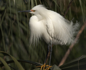 Картинка животные цапли +выпи белая птица перья природа растения цапля