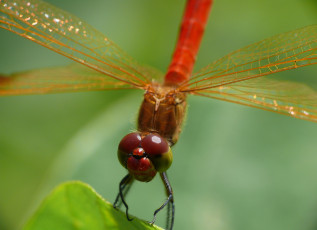 Картинка животные стрекозы крылья травинка глаза стрекоза макро