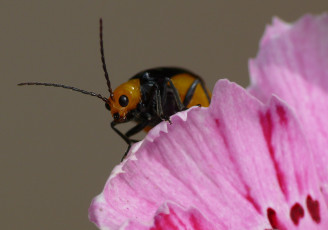 Картинка животные насекомые фон лепесток жук