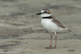 обоя животные, вальдшнепы,  кроншнепы,  бекасы, природа, птица, песок