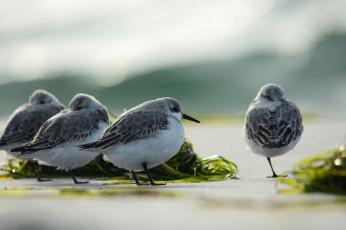 Картинка животные птицы фон природа серые