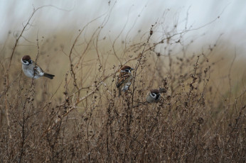 Картинка животные воробьи птицы заросли трава
