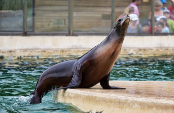 Картинка животные тюлени +морские+львы +морские+котики котик морской бассейн