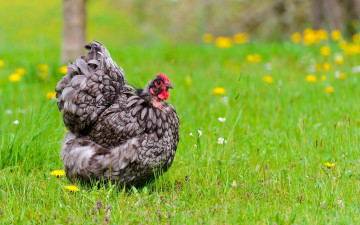 Картинка животные куры +петухи трава