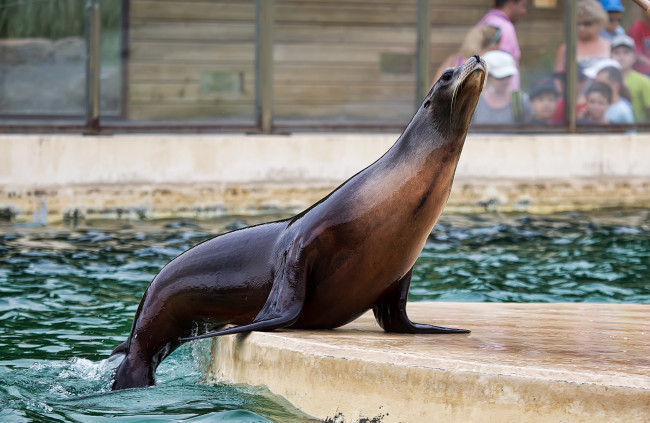 Обои картинки фото животные, тюлени,  морские львы,  морские котики, котик, морской, бассейн