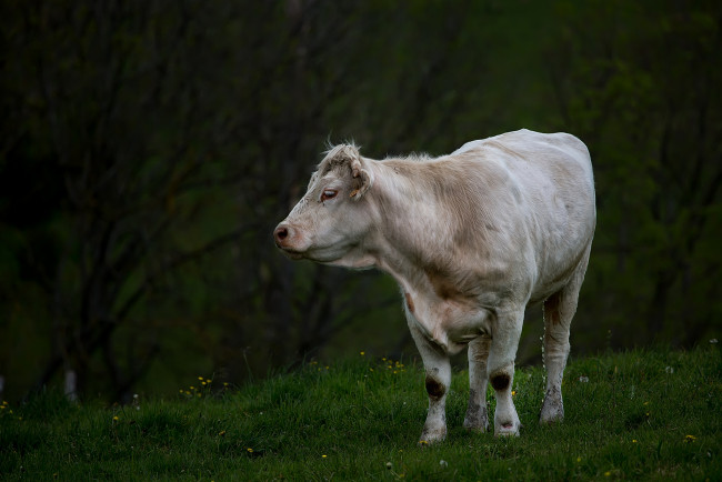 Обои картинки фото животные, коровы,  буйволы, луг, корова