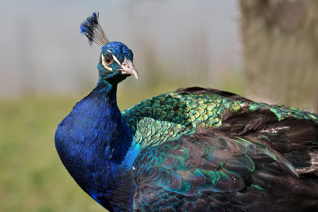 Обои картинки фото животные, павлины, хохолок, павлин, оперение