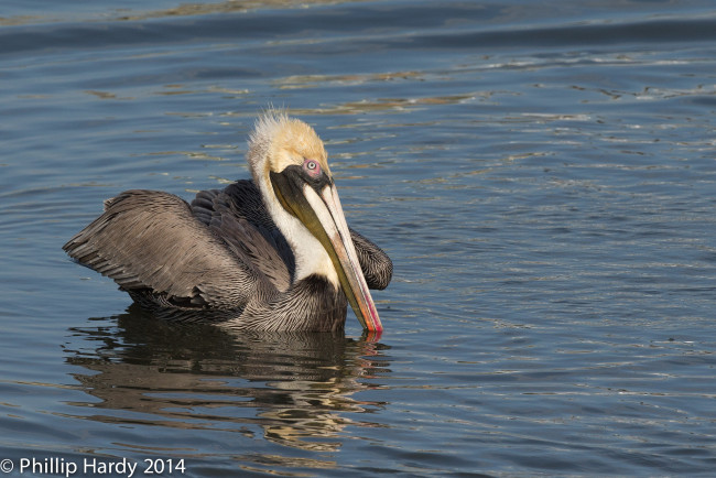 Обои картинки фото животные, пеликаны, пеликан, птица, плывёт, озеро, вода