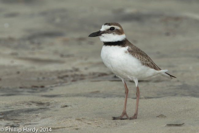Обои картинки фото животные, вальдшнепы,  кроншнепы,  бекасы, природа, птица, песок
