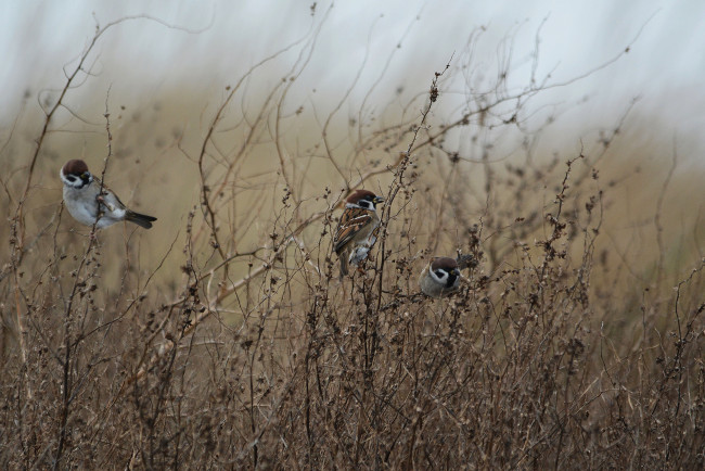 Обои картинки фото животные, воробьи, птицы, заросли, трава