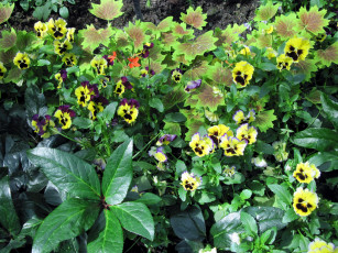 Картинка цветы анютины+глазки+ садовые+фиалки много