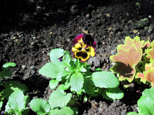 Картинка цветы анютины+глазки+ садовые+фиалки одиночка