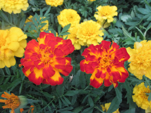 Картинка цветы бархатцы яркий