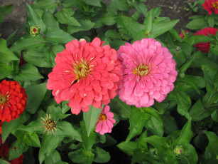 Картинка цветы цинния розовый