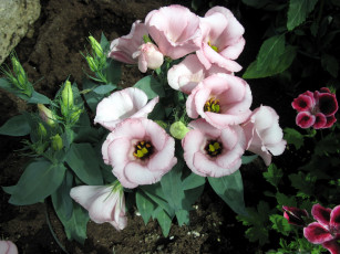 Картинка цветы эустома розовый