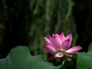 Картинка цветы лотосы лепестки