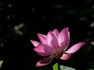 Картинка цветы лотосы лепестки