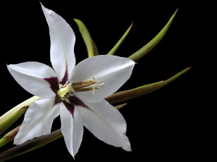 Картинка цветы гладиолусы гладиолус цветок фон