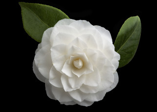 Картинка цветы камелии фон макро цветок камелия