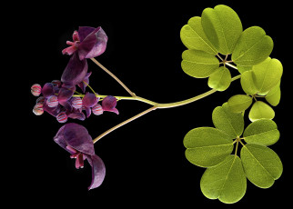 Картинка цветы луговые+ полевые +цветы листья фон