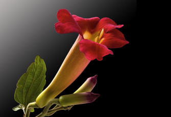 Картинка цветы кампсис+ текома фон цветок