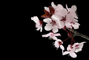 Картинка цветы цветущие+деревья+ +кустарники фон макро