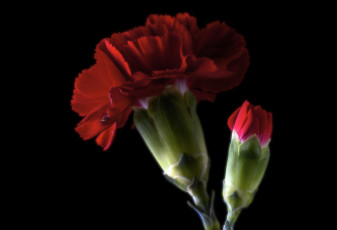 Картинка цветы гвоздики фон бутон гвоздика цветок