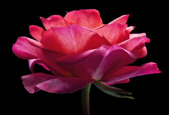 Картинка цветы розы роза цветок фон