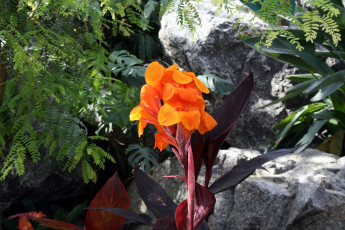 Картинка цветы канна оранжевый