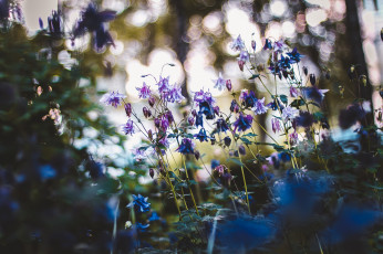 Картинка цветы аквилегия+ водосбор боке