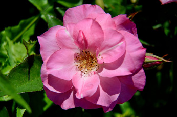 Картинка цветы розы бутон роза