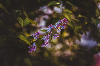 Картинка цветы сирень