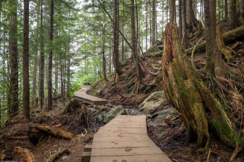 Картинка природа дороги настил лес