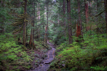 Картинка природа дороги тропинка лес