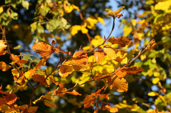 Картинка природа листья осень