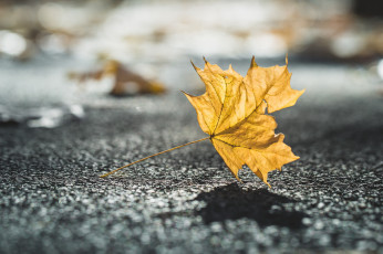 Картинка природа листья жёлтый лист дорога асфальт