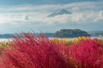 Картинка природа пейзажи гора растения облака