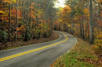 Картинка природа дороги шоссе лес осень