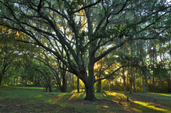 Картинка природа лес деревья поляна