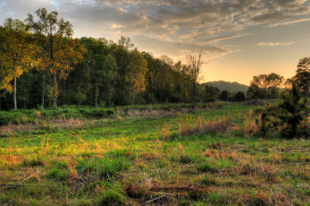 Картинка природа лес поле