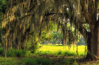 Картинка природа лес деревья поляна