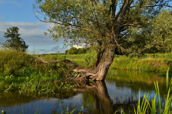 Картинка природа реки озера река лес