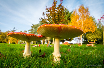 Картинка природа грибы +мухомор мухоморы парк луг