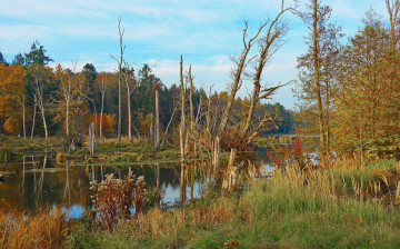 Картинка природа реки озера река лес