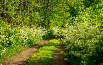 Картинка природа дороги лес колея