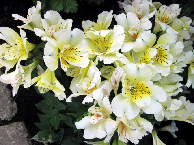 Обои картинки фото цветы, альстромерия, нежность