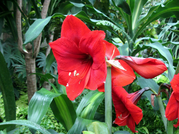 Обои картинки фото цветы, амариллисы,  гиппеаструмы, красный