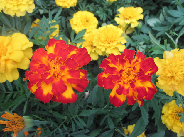 Обои картинки фото цветы, бархатцы, яркий