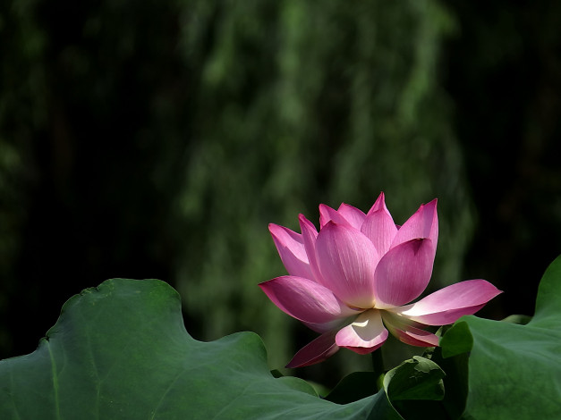 Обои картинки фото цветы, лотосы, лепестки